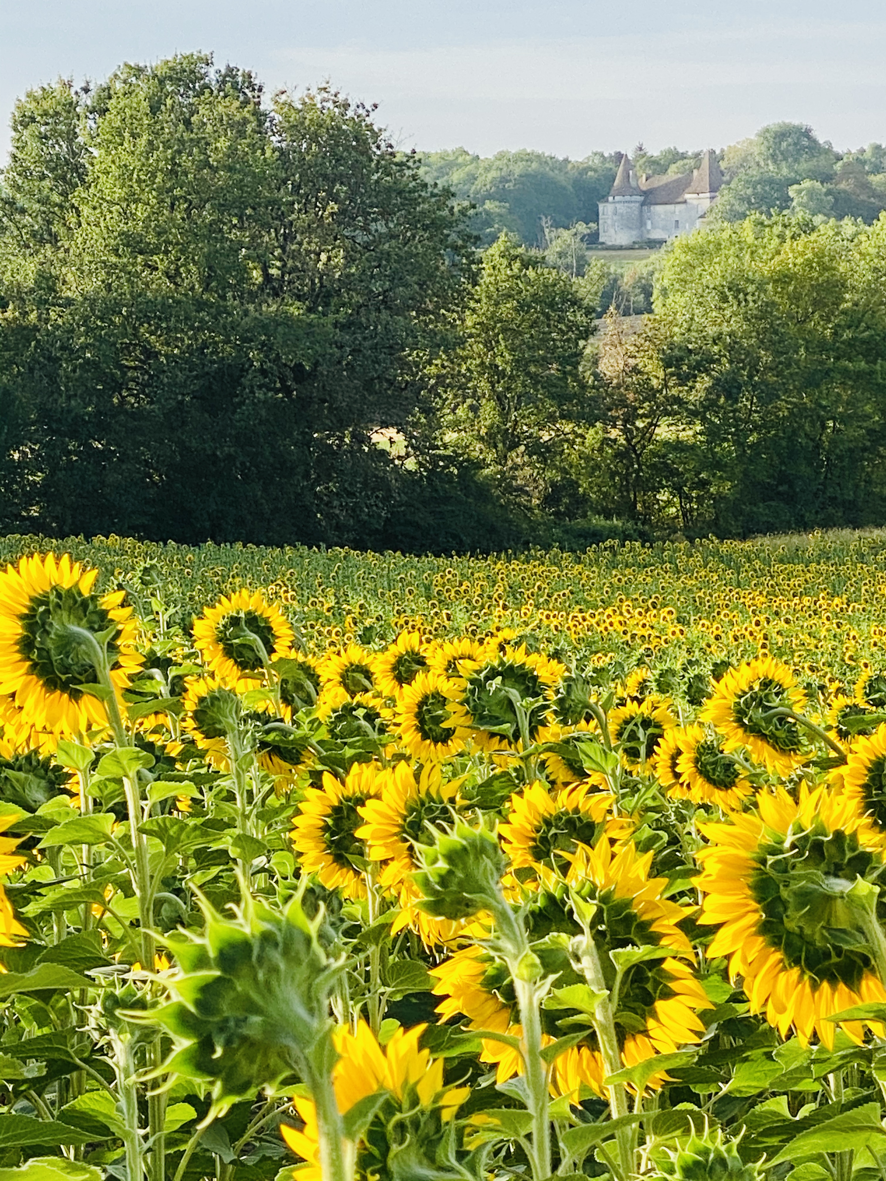 Sunflower fields and the neighbouring château, seen from the estate