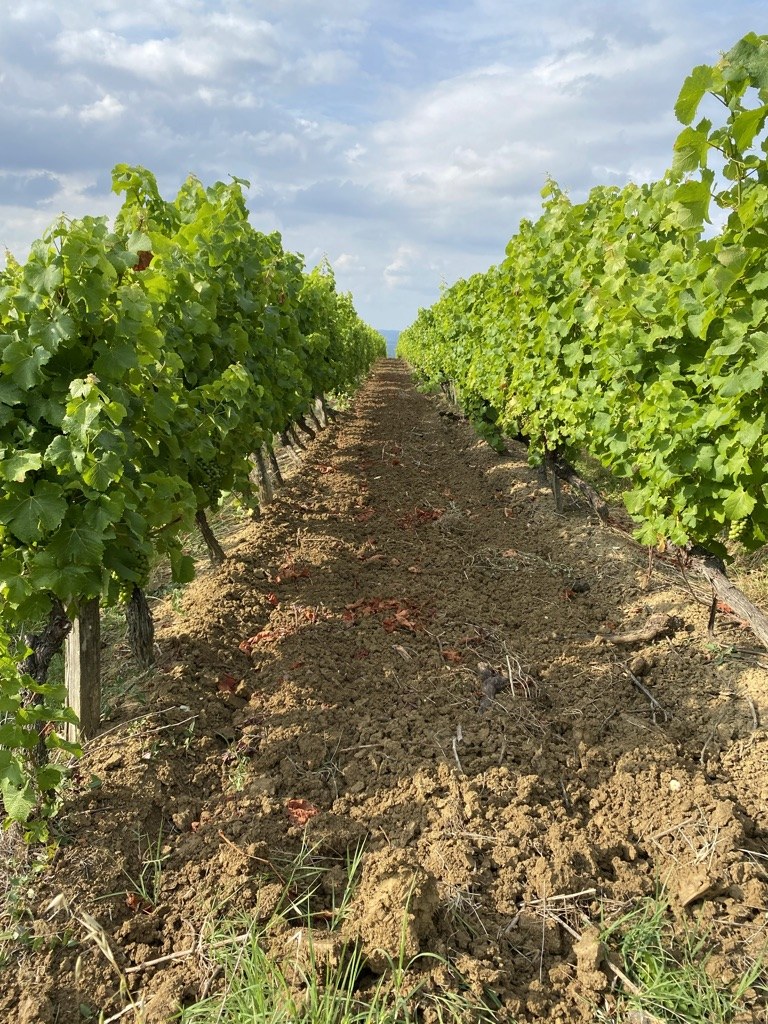 A vine row from inside the planting — two rows of vines flanking a furrow of dry, yellow-brown clay soil, with the clay broken into rough clods between the trunks. Late summer, leaves still on the vines, no fruit visible. The soil is the editorial subject.