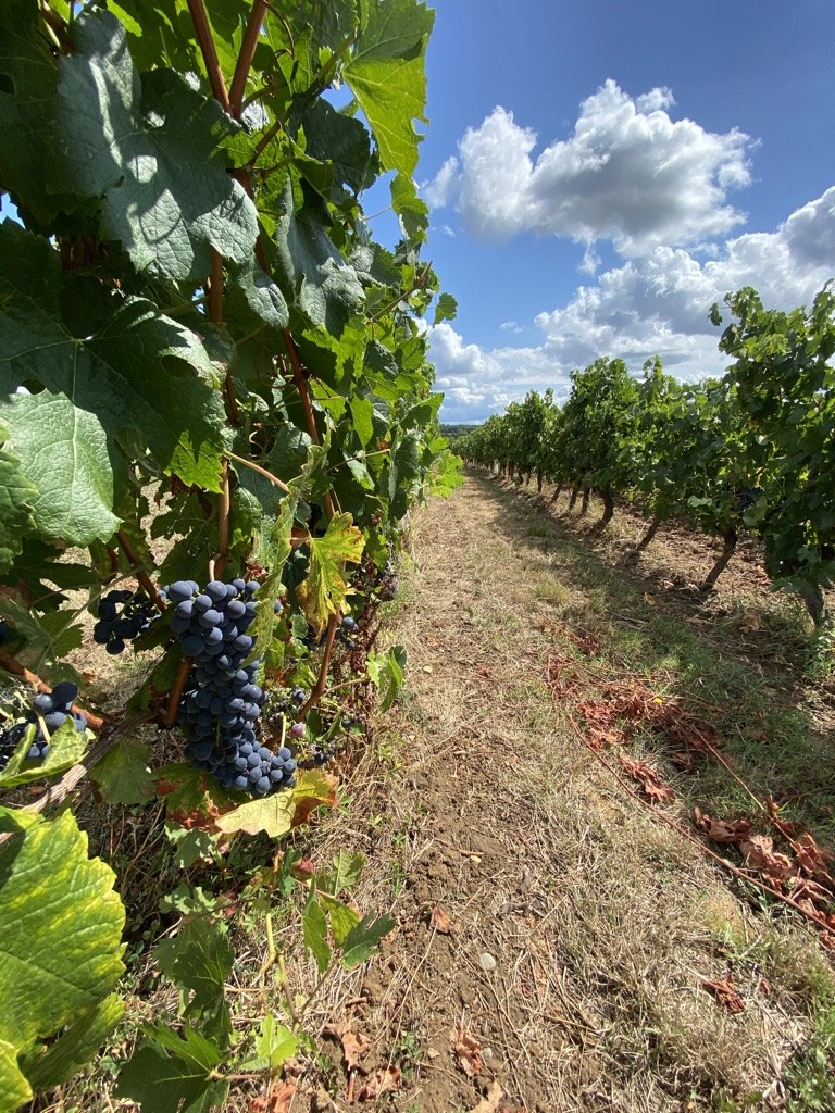 A close-up of ripe black Merlot grapes hanging from the vine, with the bunches in sharp focus on the left of the frame. Vines recede to the right under a blue sky with summer cumulus, the fruiting zone at chest height, soil and dry grass visible between the rows.