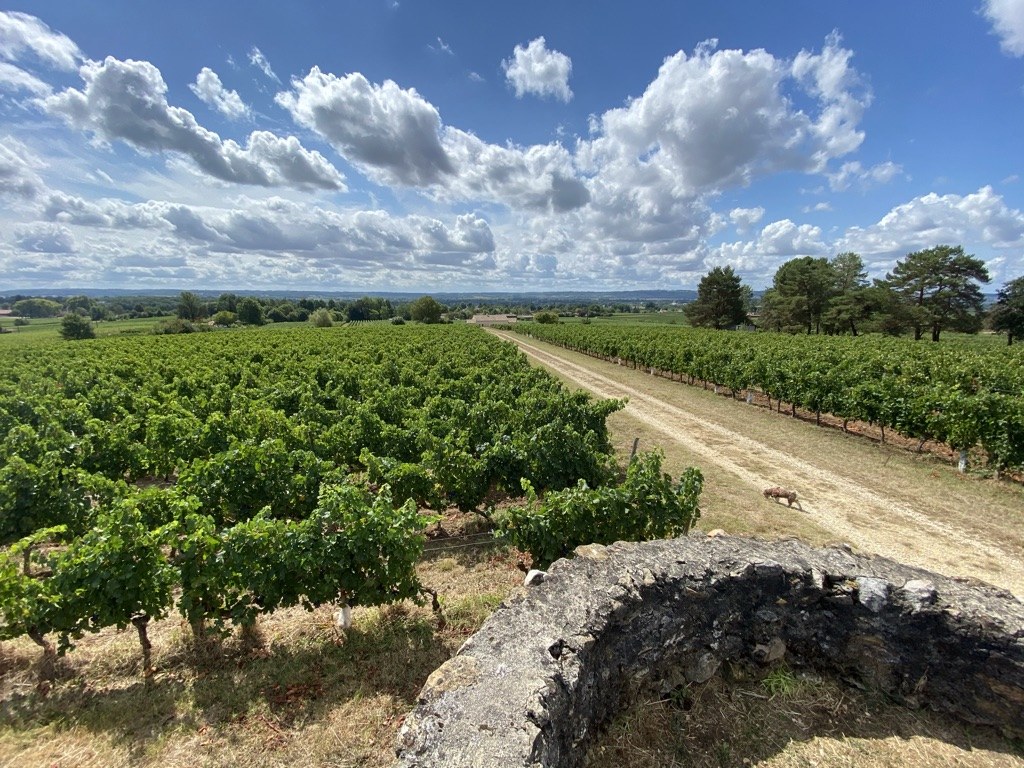 A long view across a Bergerac vineyard from a stone wall in the foreground — rows of vines under summer cumulus, a gravel track running through the middle of the planting, distant hills receding into haze, a small farm dog walking the track on the right.