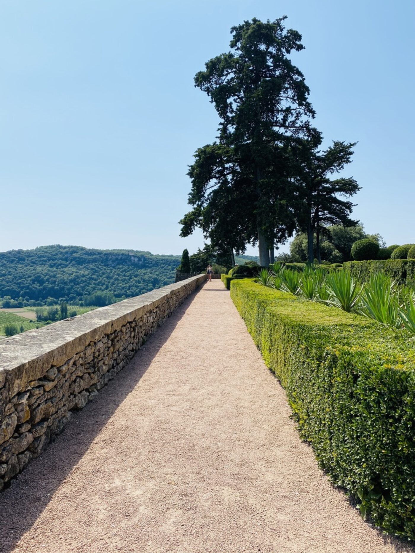 A gravel path at Marqueyssac, a low stone wall on one side dropping away to the valley below, a line of clipped boxwood on the other, a tall cedar and cypress at the end of the path