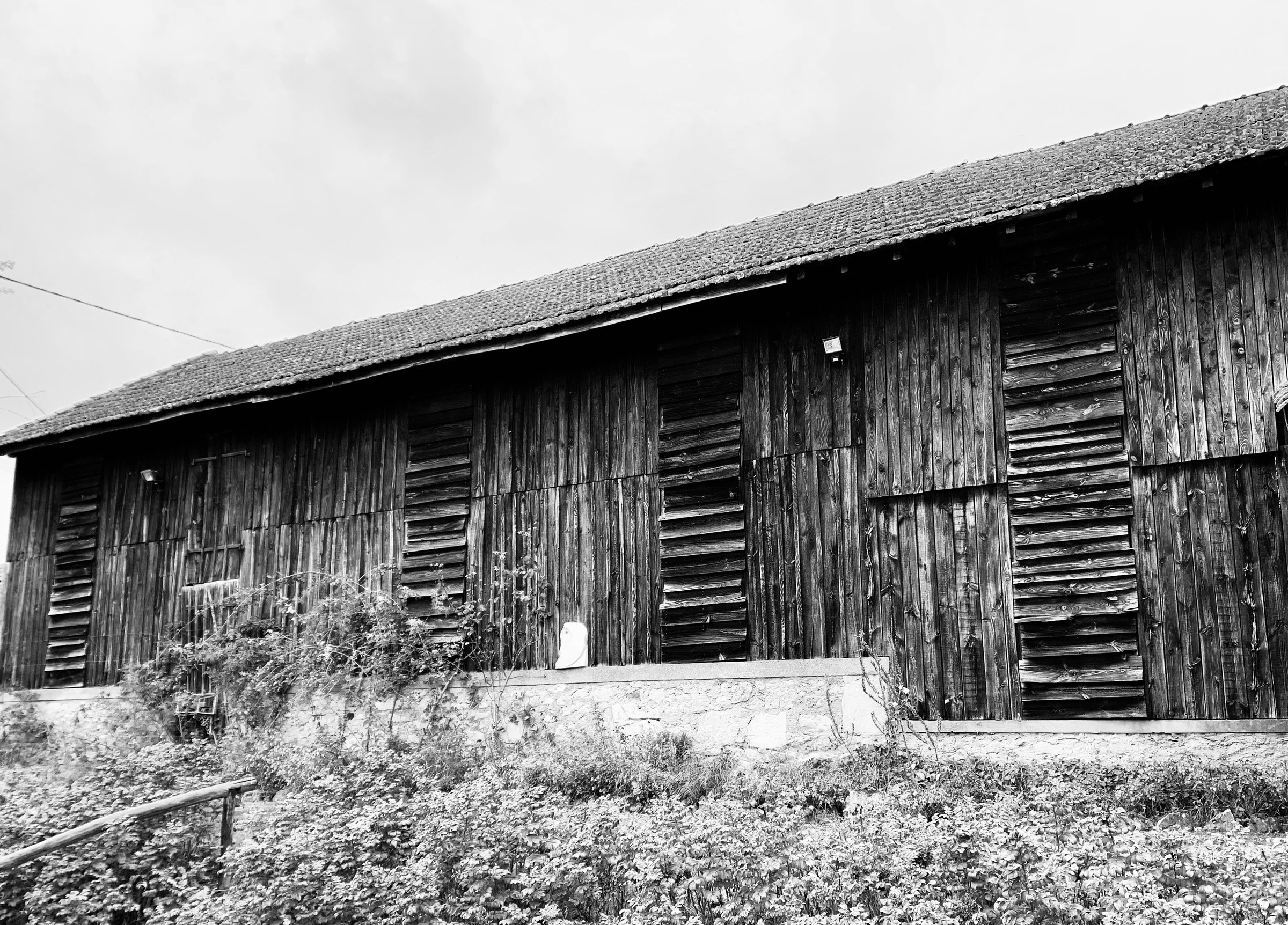 Black-and-white photograph of a long timber tobacco-drying barn (séchoir à tabac), with weathered vertical wooden planks and the distinctive louvered slats that opened and closed to control airflow during curing. A clay-tile roof catches the overcast sky, and overgrowth creeps up the stone foundation. The architecture of a vanished economy.