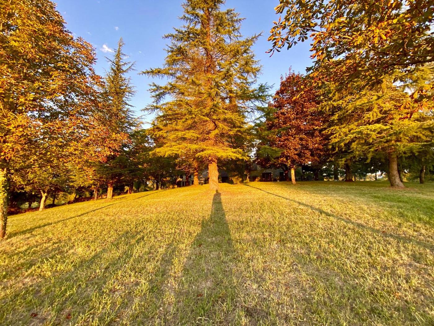 Autumn trees in low golden light