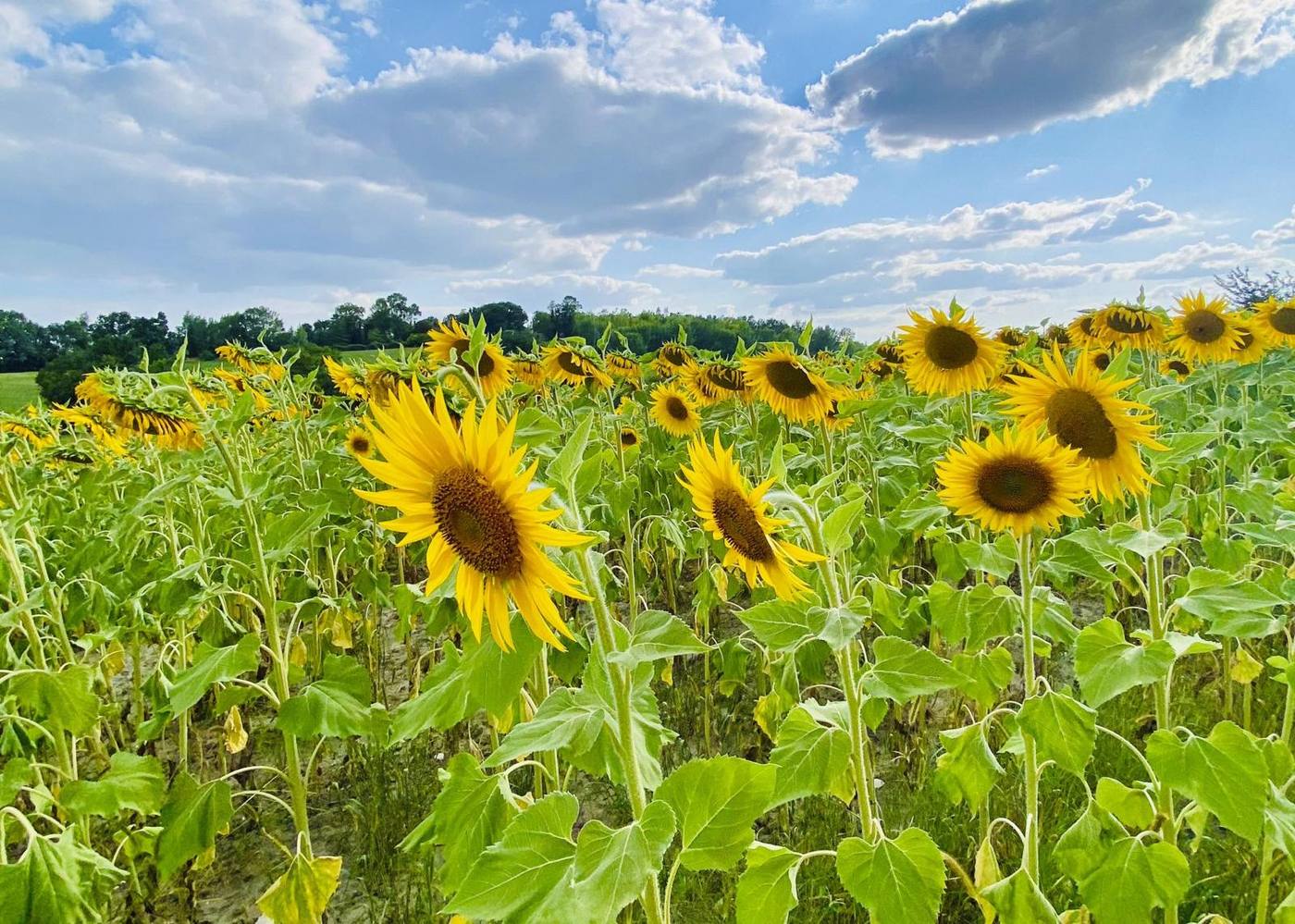 Sunflower fields near Le Suquet in summer